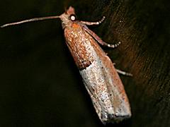 Tortricid Moth